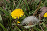 Common dandelion